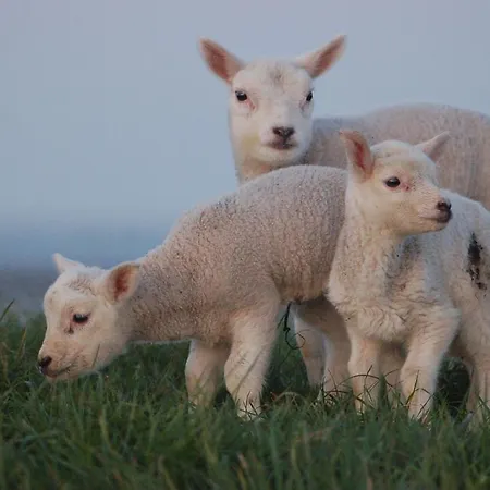 Tesselhof De Koog (Texel)